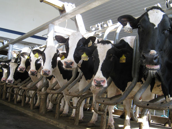 Cloverland Farms Dairy - Our Cows